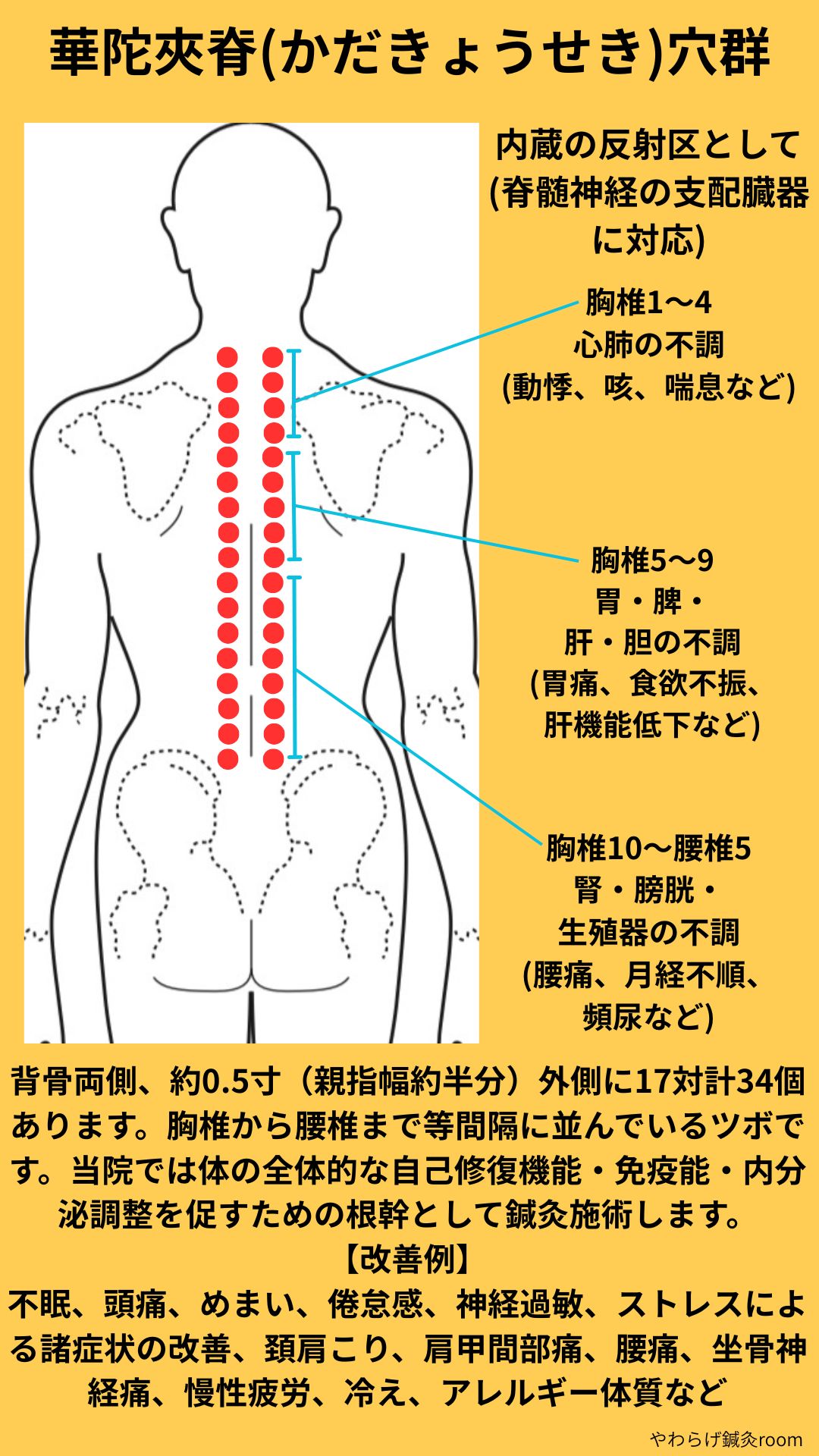 華佗夾脊穴群